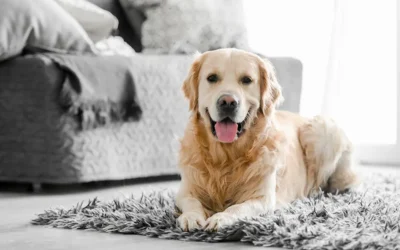 ¿Los chinches afectan a las mascotas?